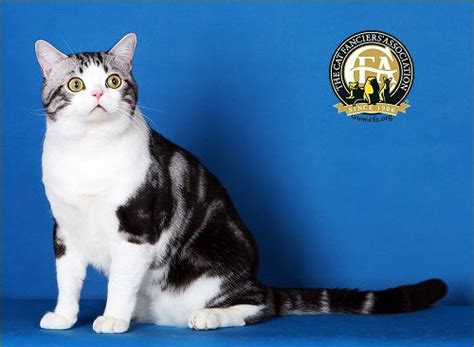 American Shorthair Top Cats The Cat Fanciers Association Inc In 2022 American Shorthair