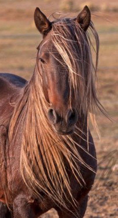 Heels down on the ground, toes up to the sky like you are putting on the breaks, he explains. Cholla. New Mexico Mustang | Cavalli bellissimi, Foto di ...