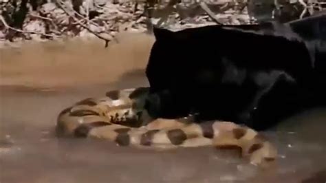 Giant Anaconda Vs Jaguar Python Vs Tiger Python Vs Leopard Video