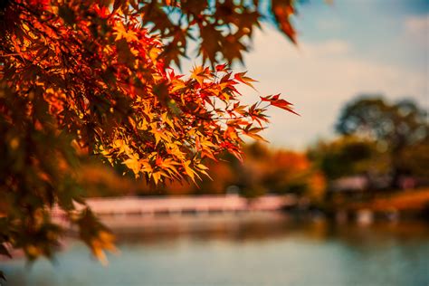 Maple Tree Autumn Lake 5k Hd Nature 4k Wallpapers Images