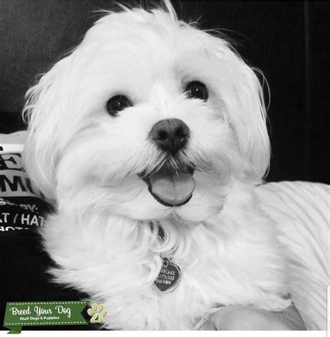 Maltese Boy Handsome And Smart Stud Dog In Michigan The United