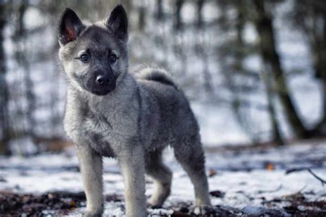 Norwegian Elkhound Dog Breed Facts And Advice Mypetzilla Uk