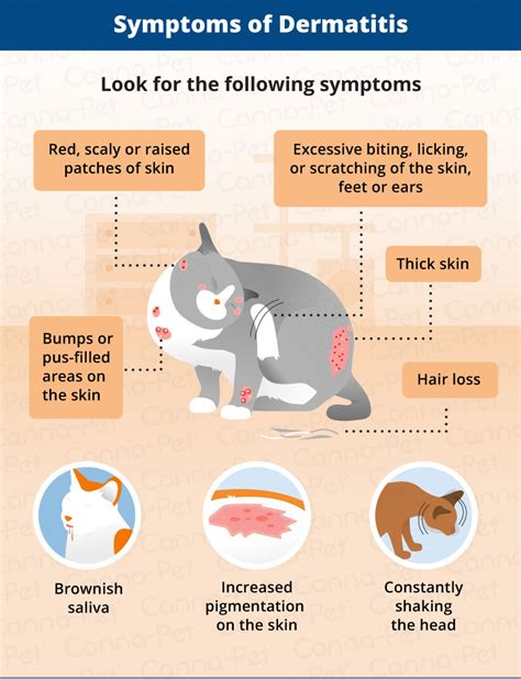 Cat Flea Allergy Treatment Cat Meme Stock Pictures And Photos