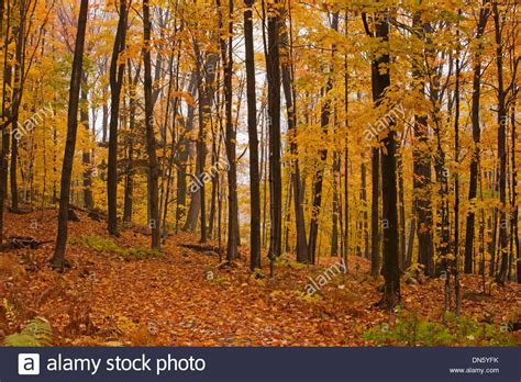 Maple Forest Acer In Autumn Eastern Townships Quebec Canada