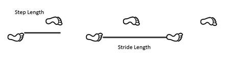Stride Length Calculator How To Measure Stride Length🥇