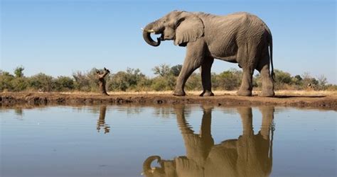 Botswana Nature And Wildlife Botswana Luxury Safaris Goway