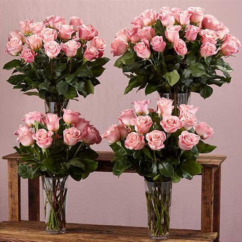 Long Stem Pink Rose Bouquet