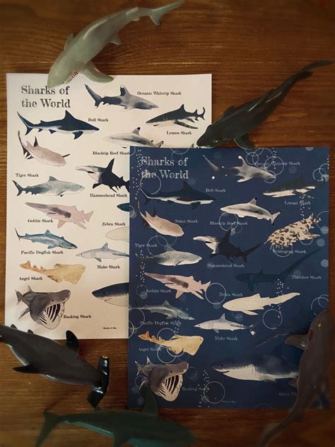 Prep Pack Sharks Of The World Chickie And Roo Homeschool