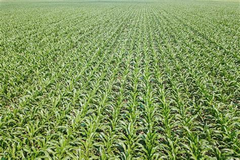 Aerial View Of A Green Corn Field Corn Aerial Stock Image Image Of