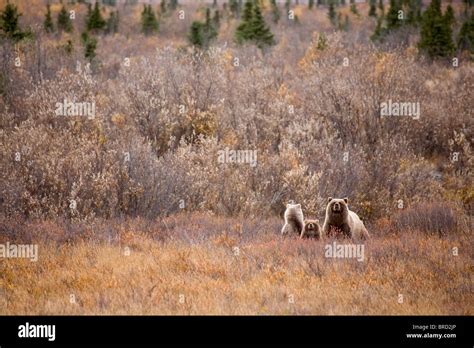 Grizzly Bear Sow With Her Two Cubs Denali National Park Alaska