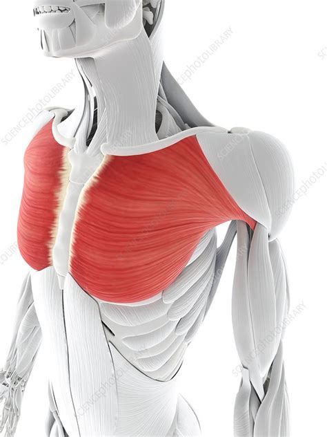 Chest Muscles Artwork Stock Image F0063099 Science Photo Library