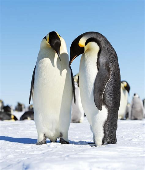 How Many Types Of Penguins Are There Penguins Blog