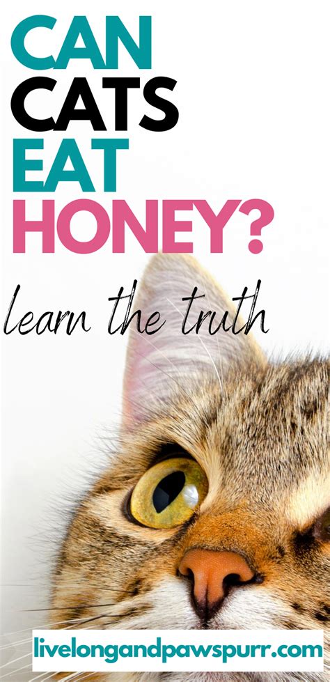 Keep your cat from eating raw bones as well—she could choke on them, injure her digestive tract, or damage her teeth. Can Cats Have Honey? | Cat questions, Can cats eat pumpkin ...