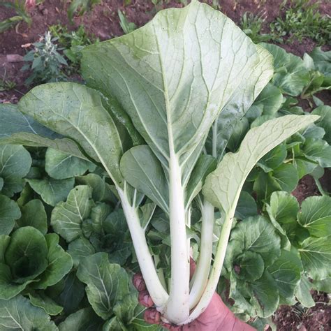 We did not find results for: Pak choi planting instructions