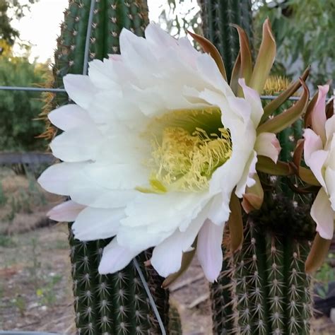 You will receive the rooted plant as shown. Echinopsis spachiana, Golden Torch Cactus in GardenTags ...