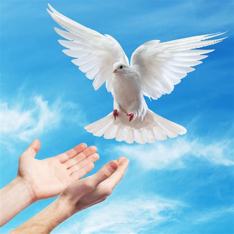 3 Occasions Perfect For A Dove Release Ceremony A Sign Of Peace White