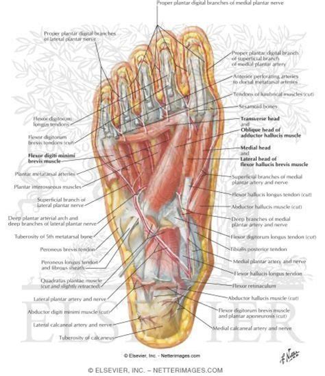 10.19 (a) pattern of peripheral sensory innervation in the right lower limb. Best ideas about Netter Medical, Foot Third and Temple ...