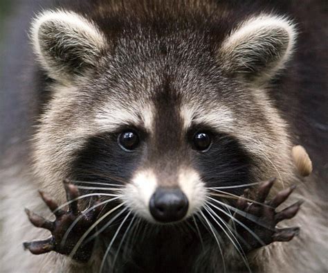 Jamie Leigh Babbitt On Twitter Cute Animals Cute Raccoon Baby Animals