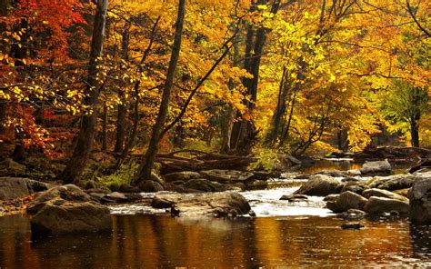 Autumn River Background Free Download Pixelstalknet