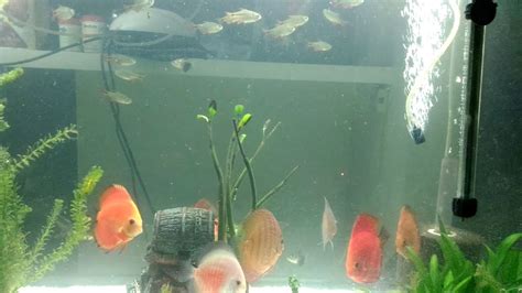 Goldfish With Discus Planted 150 Gallon Communtity Tank Youtube