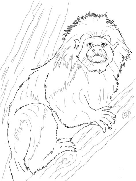 Cotton Top Tamarin Coloring Page ColouringPages
