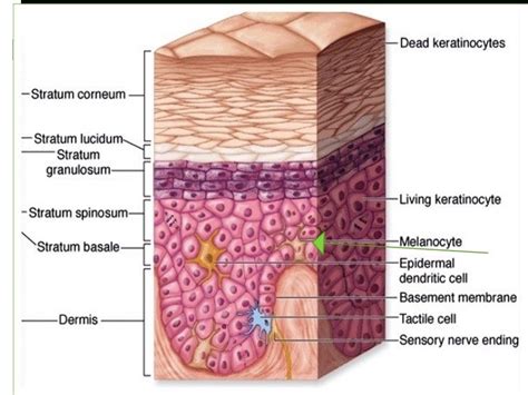 Histology Skin Part 1
