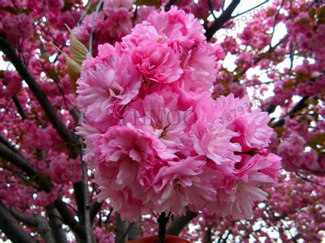 ¡el Precio Más Bajo Bonsái árbol Japonés Sakura Jardín Raras Flores De