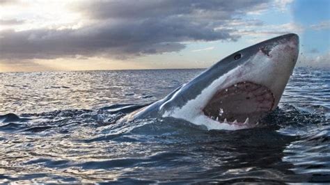 Great White Shark Endangered Or Just A Danger To Humans