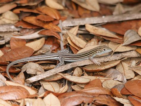 Six Lined Racerunner Quest For The Longleaf Pine Ecosystem