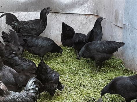 10 Ayam Cemani Rare Black Indonesian Chicken Fertilehatching Eggs Ebay