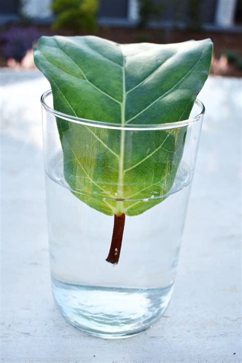 How To Propagate Root Fiddle Leaf Figs Methods Reviewed