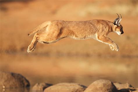 Caracal Stock Photos Pictures And Royalty Free Images Istock
