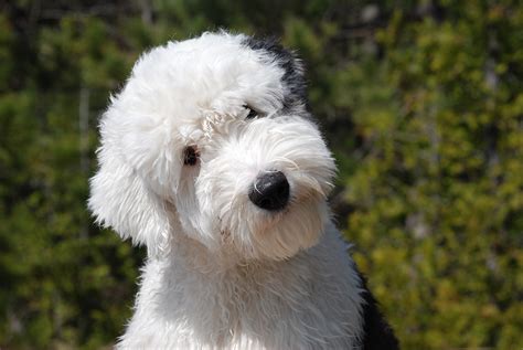Old English Sheepdog Breed Guide Learn About The Old English Sheepdog