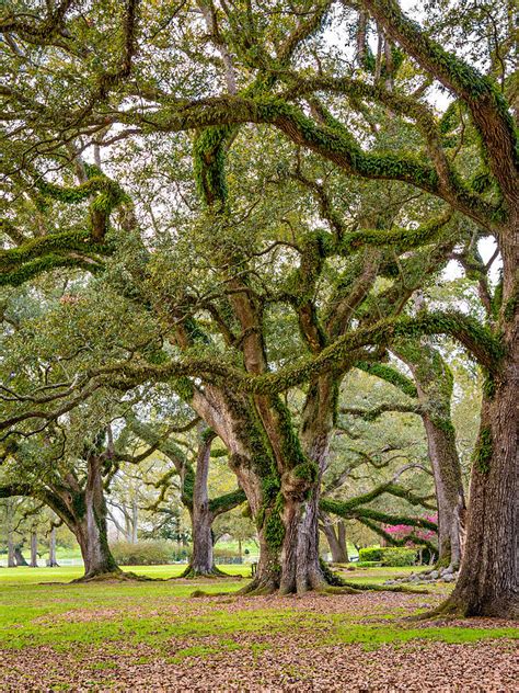 Plantation rum is known for its notes of pineapple, coconut, spicy and dry. Oak Alley Plantation Photograph by Steve Harrington