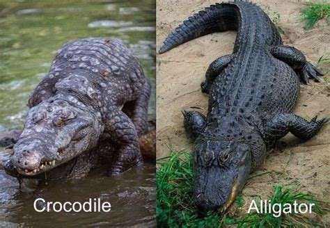 How Do People Coexist With Alligators In Areas Where They Live Quora