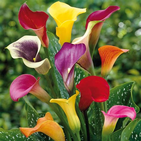 Everything You Need To Know About Planting Calla Lilies A Step By Step
