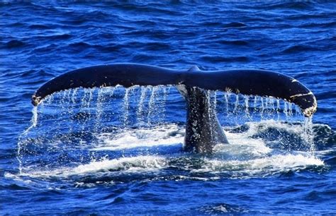 21 best Whale watching in Maine images on Pinterest | Whale watching
