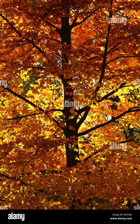 Autumn Leavesautumn The Fall Season Seasons Changing Seasons Tree