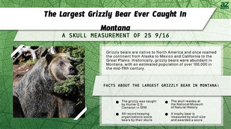 The Largest Grizzly Bear Ever Caught In Montana A Z Animals