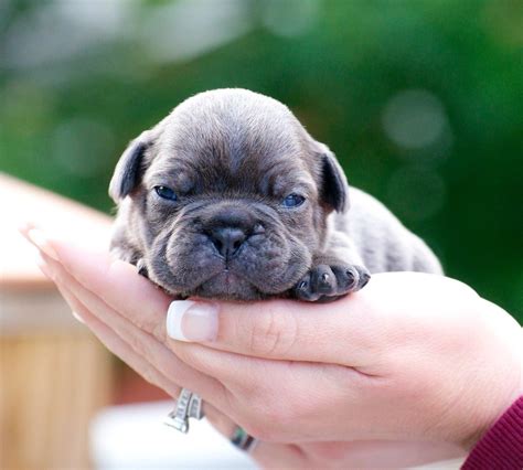Brindle Newborn French Bulldog Puppies Pets Lovers
