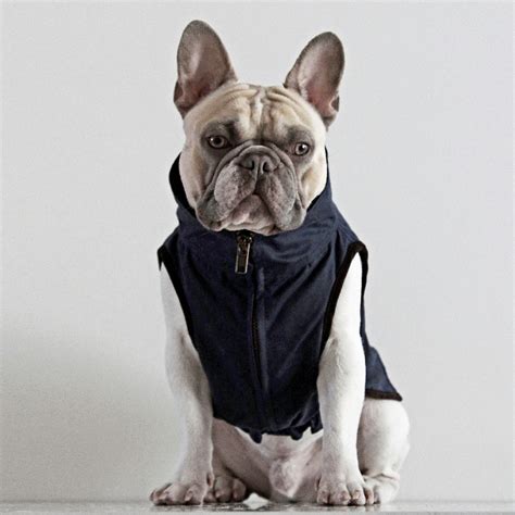 Dogissimo Windsor Jacket For French Bulldog Navy Deeohgee