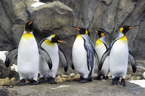 King Penguins At The Calgary Zoo Theyre Around 35 Inches Tall Photo