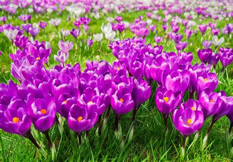 Free Images Nature Grass Blossom White Field Petal Bloom Tulip