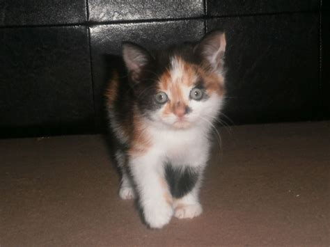 Calico Kitten For Sale Huddersfield West Yorkshire