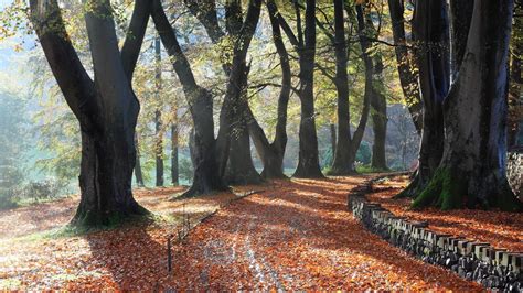 Dried Brown Leaves Road Trees Leaves Fall Hd Wallpaper Wallpaper