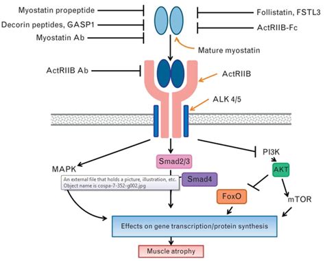 Why Does Myostatin Inhibition Prevent The Proliferation Of Certain