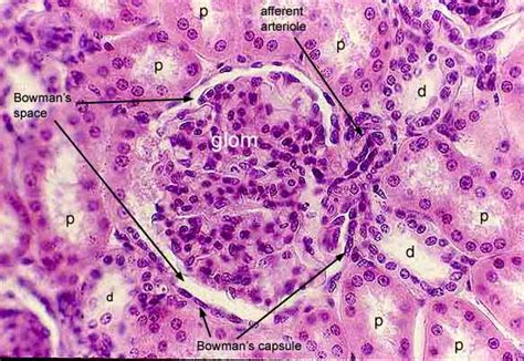 Renal Corpuscle Histology Labeled Porn Sex Picture