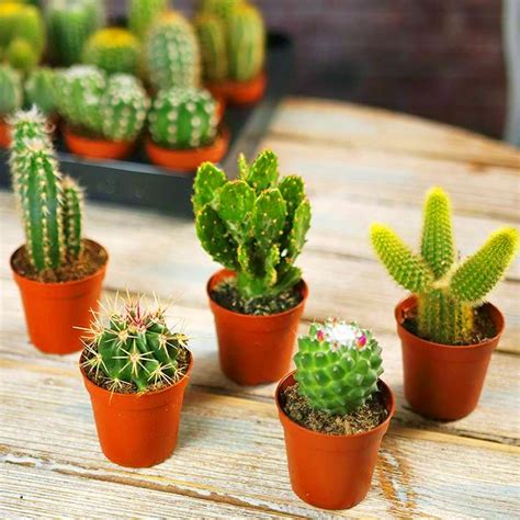 Mini Cactus Rare T House Office Indoor Plant Pot Mix