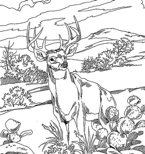 Coloring Pages For Kids Deer - Coloring Home