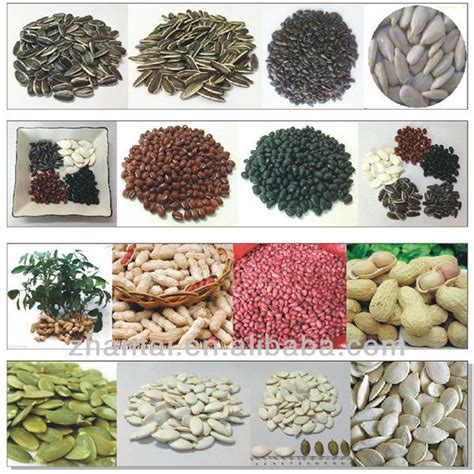 Seeds Companies Export Different Types Of Agriculture Products Seed